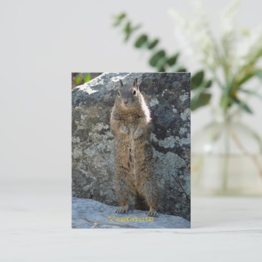 Stehendes Eichhörnchen Postkarte (Stehend Vorderseite)