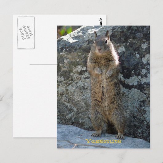 Stehendes Eichhörnchen Postkarte (Vorne/Hinten)