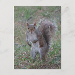 Stehendes Eichhörnchen Postkarte