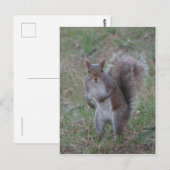 Stehendes Eichhörnchen Postkarte (Vorne/Hinten)