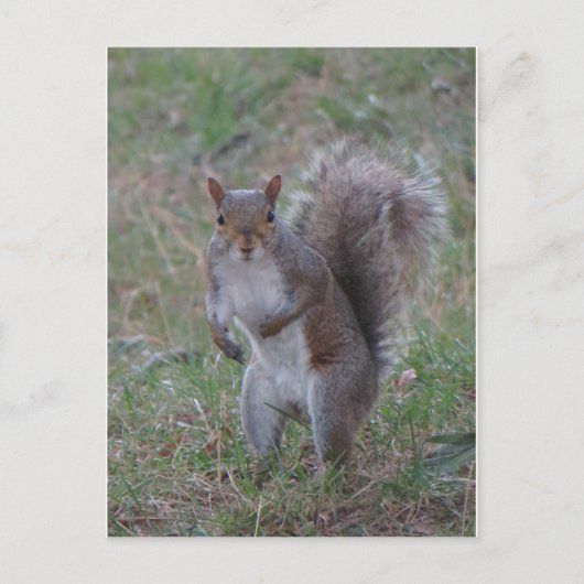 Stehendes Eichhörnchen Postkarte (Vorderseite)