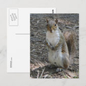 Stehendes Eichhörnchen Postkarte (Vorne/Hinten)
