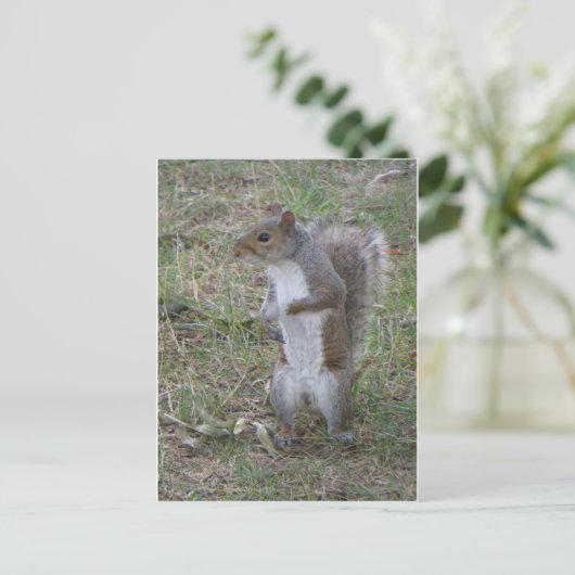 Stehendes Eichhörnchen Postkarte (Stehend Vorderseite)