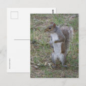 Stehendes Eichhörnchen Postkarte (Vorne/Hinten)