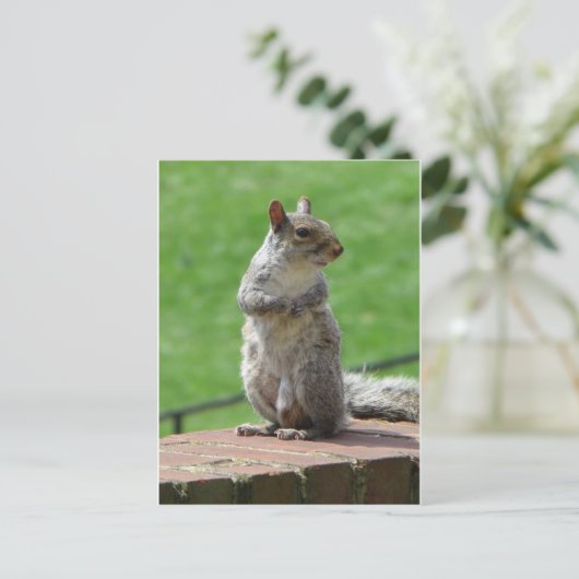 Stehendes Eichhörnchen Postkarte (Stehend Vorderseite)