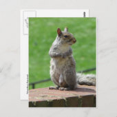 Stehendes Eichhörnchen Postkarte (Vorne/Hinten)