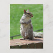 Stehendes Eichhörnchen Postkarte (Vorderseite)
