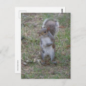 Stehendes Eichhörnchen Postkarte (Vorne/Hinten)