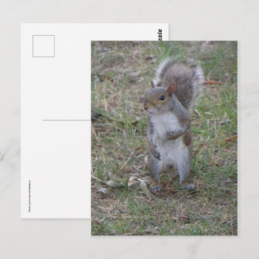 Stehendes Eichhörnchen Postkarte (Vorne/Hinten)