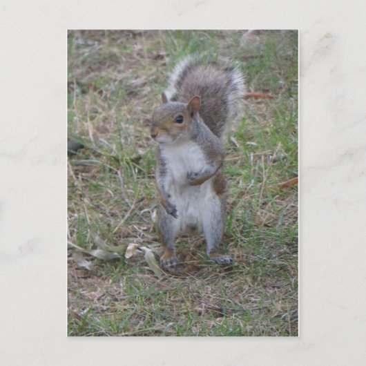 Stehendes Eichhörnchen Postkarte (Vorderseite)