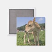 Stehendes Kalb Magnet (Vorderseite/Rückseite)