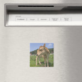 Stehendes Kalb Magnet (In Situ (Geschirrspüler))