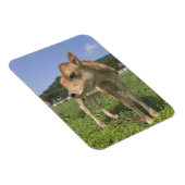 Stehendes Kalb Magnet (Rechte Seite)