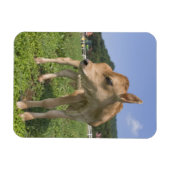 Stehendes Kalb Magnet (Horizontal)