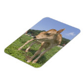 Stehendes Kalb Magnet (Linke Seite)