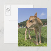 Stehendes Kalb Postkarte (Vorne/Hinten)