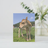 Stehendes Kalb Postkarte (Stehend Vorderseite)