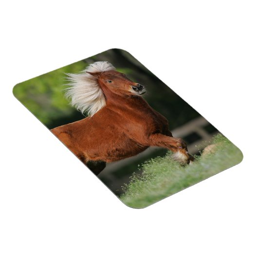 Stehendes Miniaturpferd Magnet (Rechte Seite)