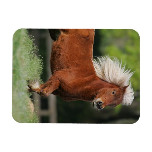 Stehendes Miniaturpferd Magnet (Horizontal)