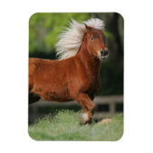 Stehendes Miniaturpferd Magnet (Vertikal)