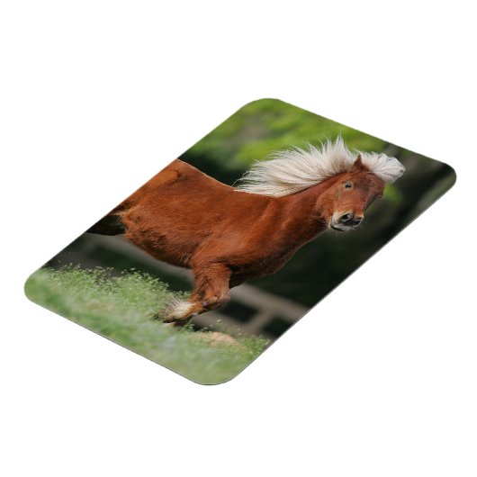 Stehendes Miniaturpferd Magnet (Linke Seite)
