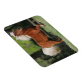 Stehendes Miniaturpferd Magnet (Rechte Seite)