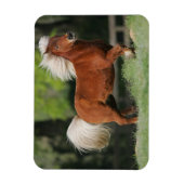 Stehendes Miniaturpferd Magnet (Vertikal)