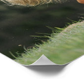 Stehendes Miniaturpferd Poster (Ecke)