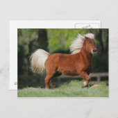 Stehendes Miniaturpferd Postkarte (Vorne/Hinten)