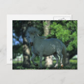 Stehendes Miniaturpferd Postkarte (Vorne/Hinten)