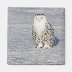 Stehendes nahes Wasser Snowy-Eule, das a schafft Magnet