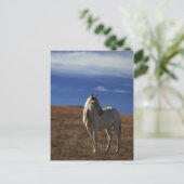 Stehendes Pferd Postkarte (Stehend Vorderseite)