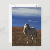 Stehendes Pferd Postkarte (Vorne/Hinten)