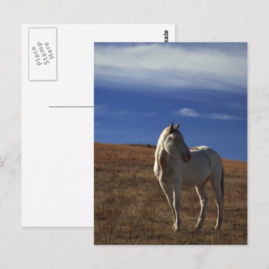Stehendes Pferd Postkarte (Vorne/Hinten)