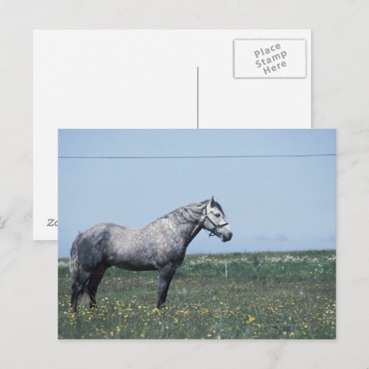 Stehendes Pferd Postkarte (Vorne/Hinten)