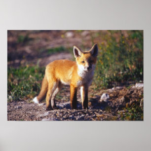Stehendes roter Fox-Plakat Poster