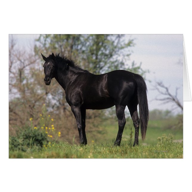 Stehendes Vollblutpferd (Vorderseite (Horizontal))