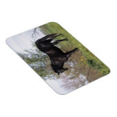 Stehendes Vollblutpferd Magnet (Rechte Seite)