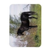 Stehendes Vollblutpferd Magnet (Vertikal)