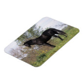 Stehendes Vollblutpferd Magnet (Linke Seite)