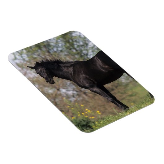 Stehendes Vollblutpferd Magnet (Rechte Seite)