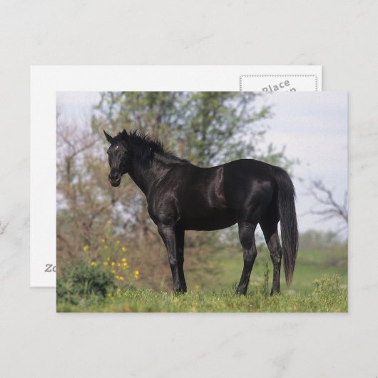 Stehendes Vollblutpferd Postkarte (Vorne/Hinten)