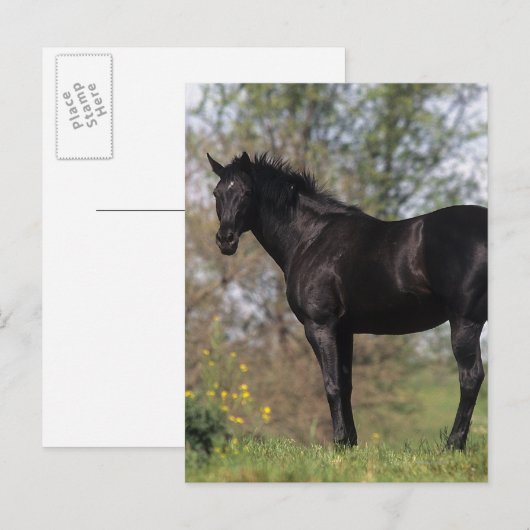 Stehendes Vollblutpferd Postkarte (Vorne/Hinten)