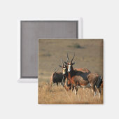 Steigende Blesbootmagnet Magnet (Vorderseite/Rückseite)