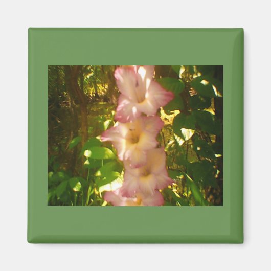 Steigende rosa Blume blüht Magnet (Vorne)