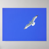 steil poster (Vorne)