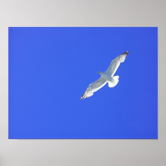 steil poster (Vorne)