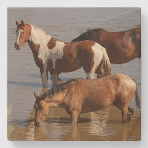 Stein-Achterbahn_Mustangs im Wasser Steinuntersetzer