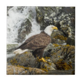 Steinadler Fliese (Vorderseite)