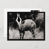 Steinbock Postkarte (Vorne/Hinten)